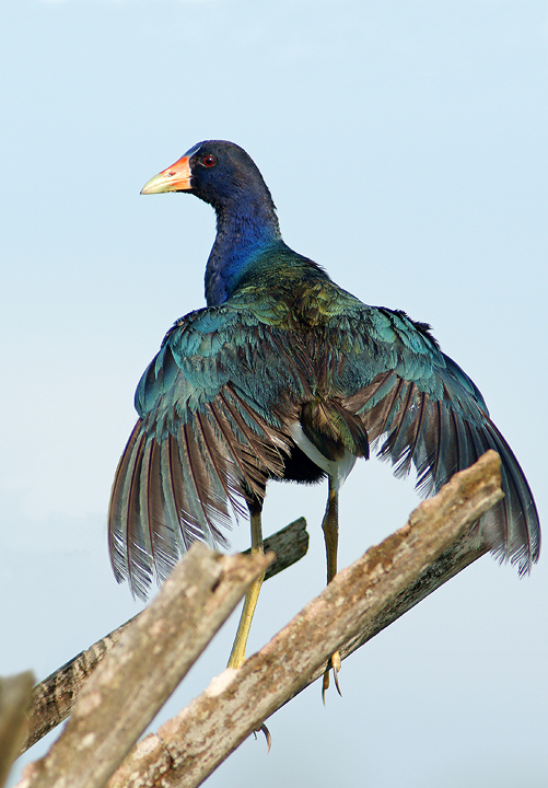 Wing display