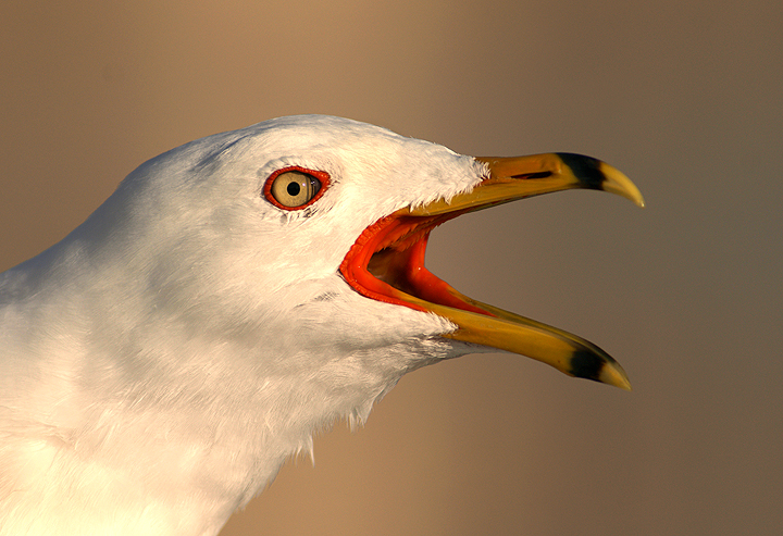 More squawkin