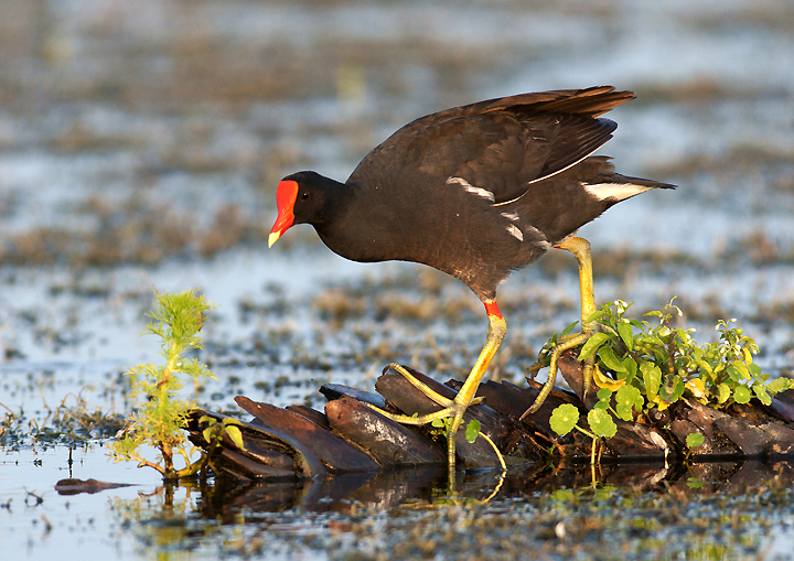 Common Gallinule