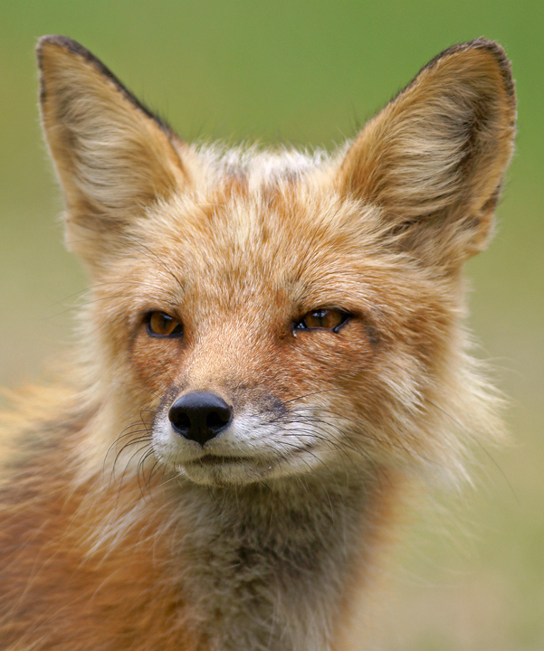 Portrait of a Red Fox