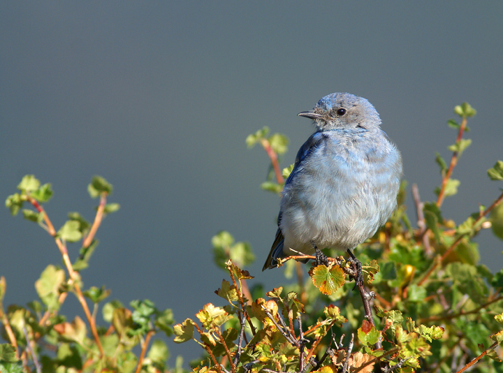 Mountain Bluebird