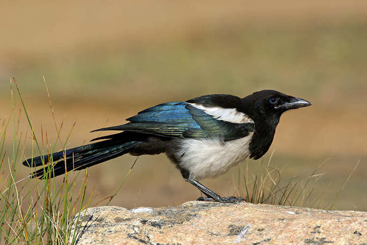 Showing off those fine feathers