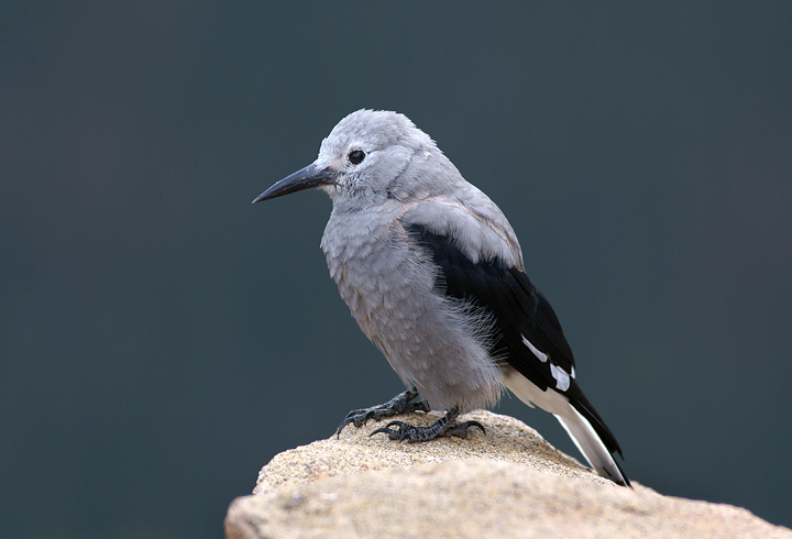 Clarks Nutcracker