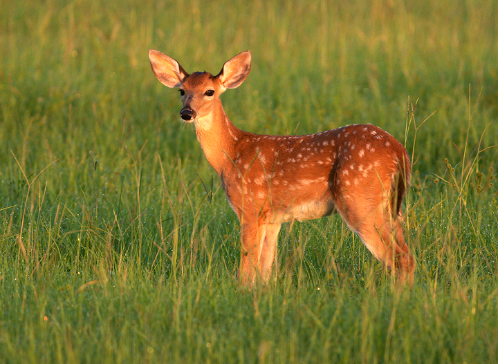 Bambi