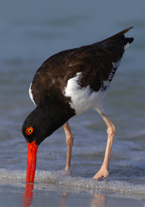 Florida Wildlife Magazine, Cover photo