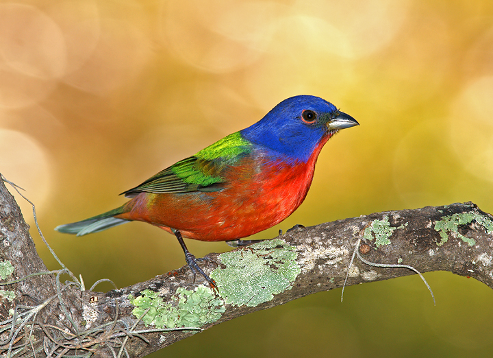 Birders World Magazine