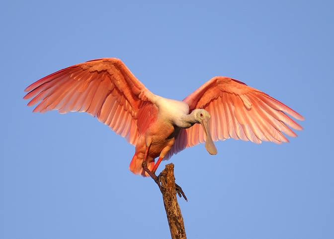 Florida Wildlife Federation Annual Report, 2007