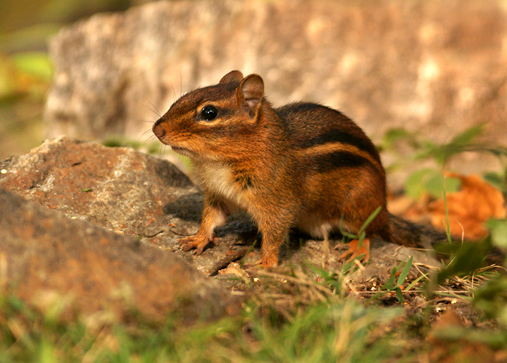 Eastern Chipmunk