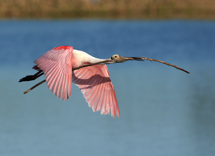 Fly softly and carry...