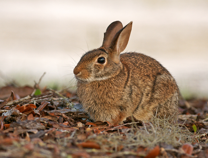Marsh Rabbit