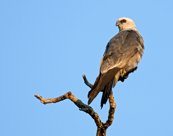 Mississippi Kite