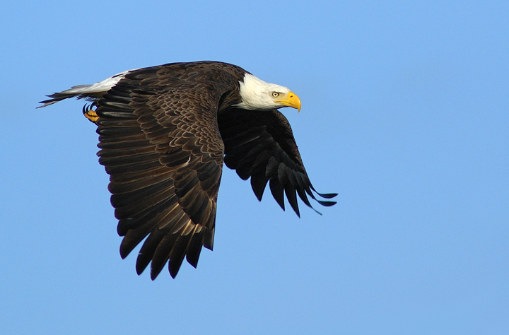 Focused flight!