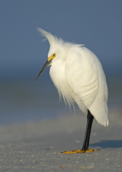 Blowin in the wind