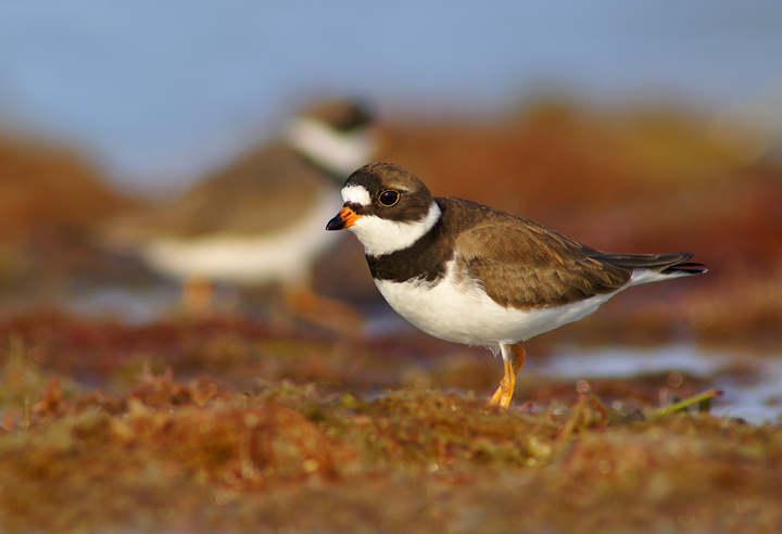 Checking out the Seaweed