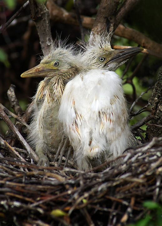 Newly hatched