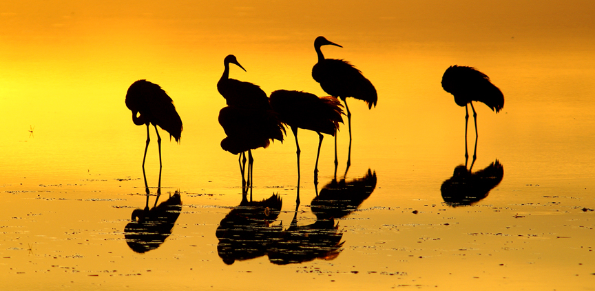 Sandhills at sunrise