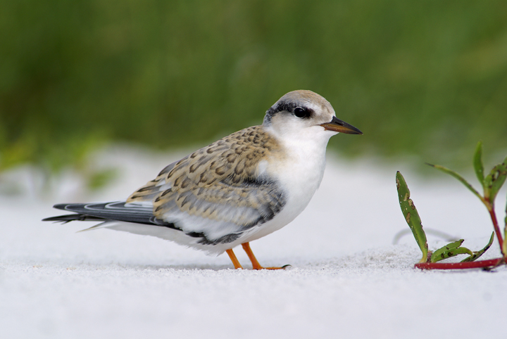 Fledgling Least Tern