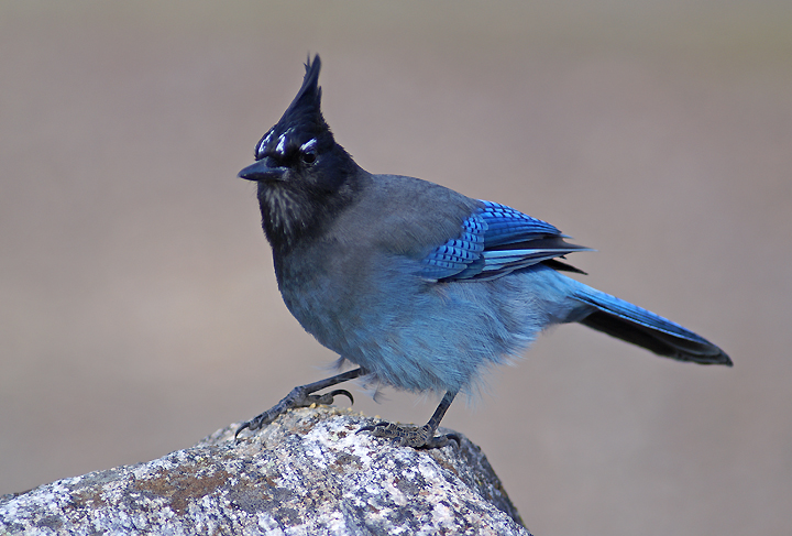 Stellers Jay II