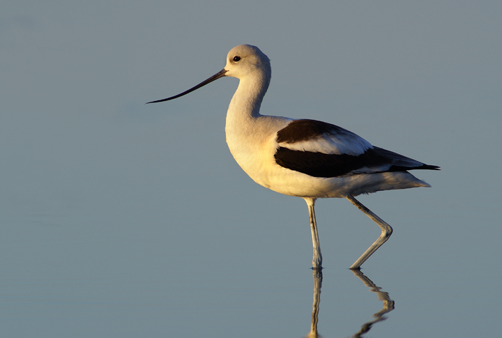 American Avocet