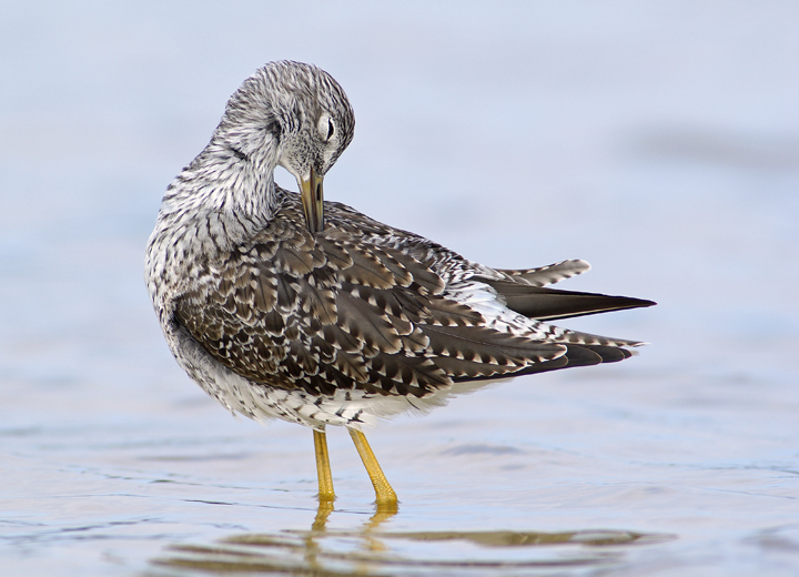 Preening