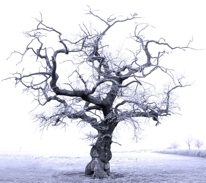 Ellesmere Road Tree