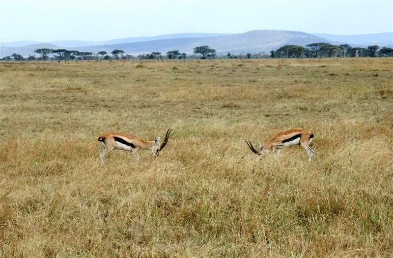  Thompsons gazelles fighting