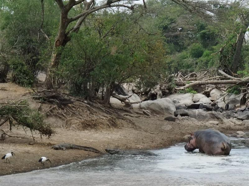 Hippo with crocodiles