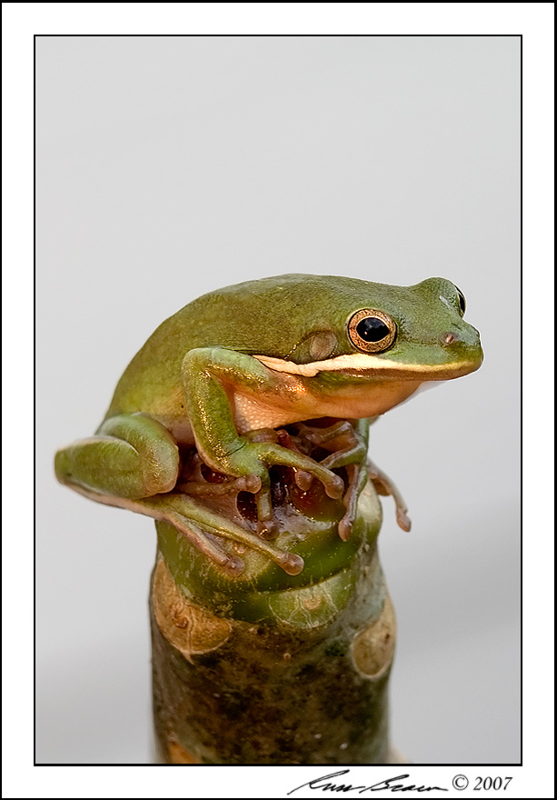 Tree Frog 7082.jpg