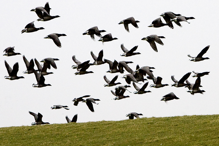Brent geese, Ameland Netherlands 2008