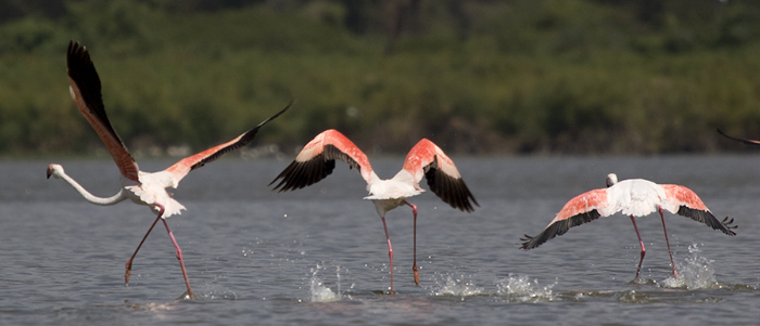 Flamingoes Lake Navaisha, Kenya 2005