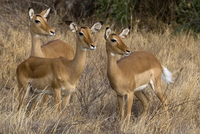 Impala's, Kenya 2005
