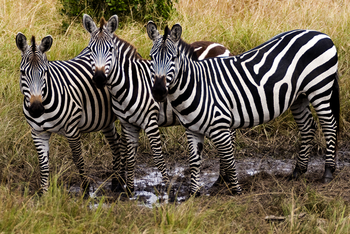 Three zebras Kenya #2 2005
