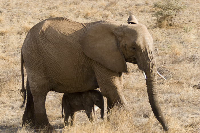 Elephants, Kenya 2005