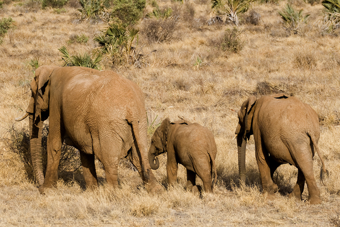 Elephants #2, Kenya 2005