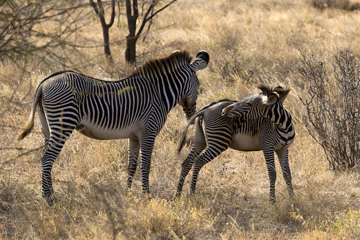 Zebra's #3, Kenya 2005