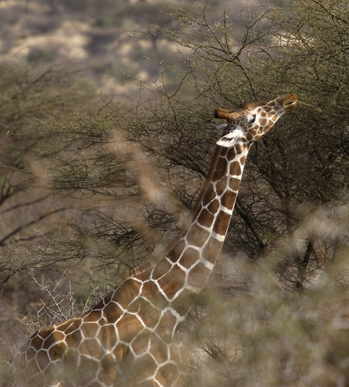 Samburu wild reserve, kenya 2005