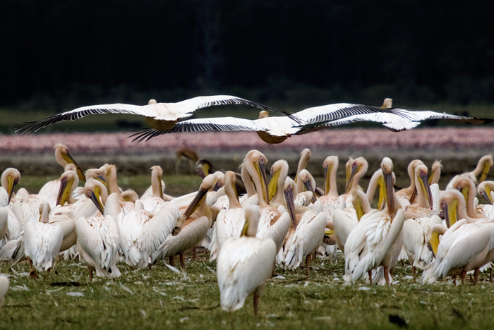 Pelicans, Lake Nakuru, Kenya 2005