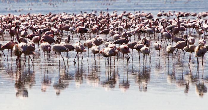 Flamingoes Lake Nakuru, Kenya 2005
