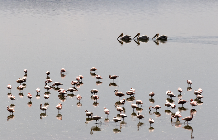 Flamingoes and three pelicans Lake Nakuru, Kenya 2005