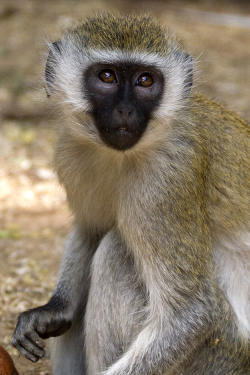 Vervet monkey, Kenya 2005