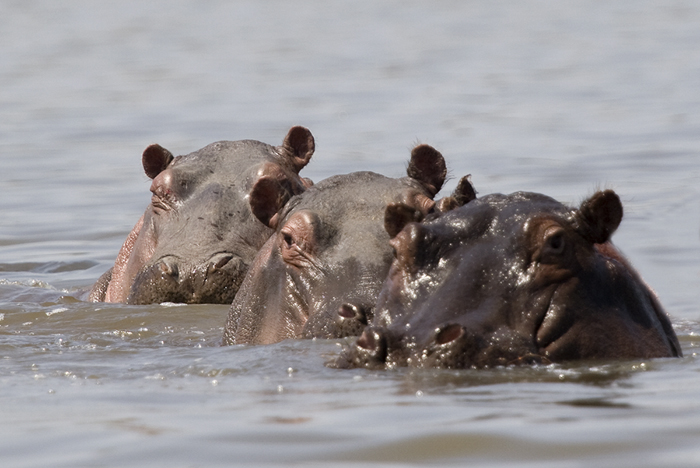 Three hippo's, Kenya 2005