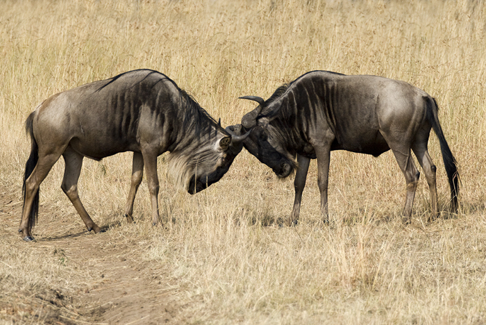 Wildebeests, Kenya 2005