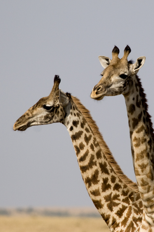 Giraffes, Kenya 2005