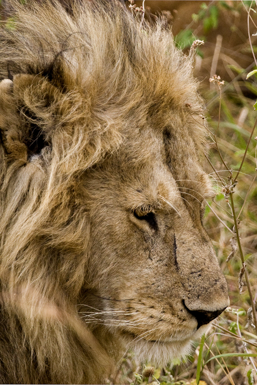 Lion #2, Kenya 2005