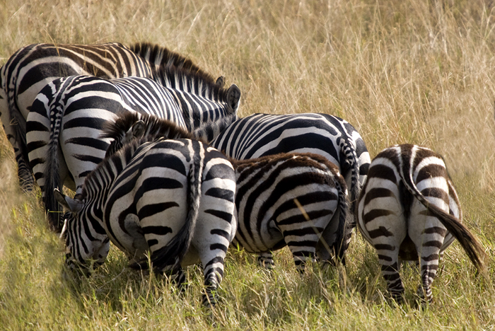 Zebra's #2, Kenya 2005