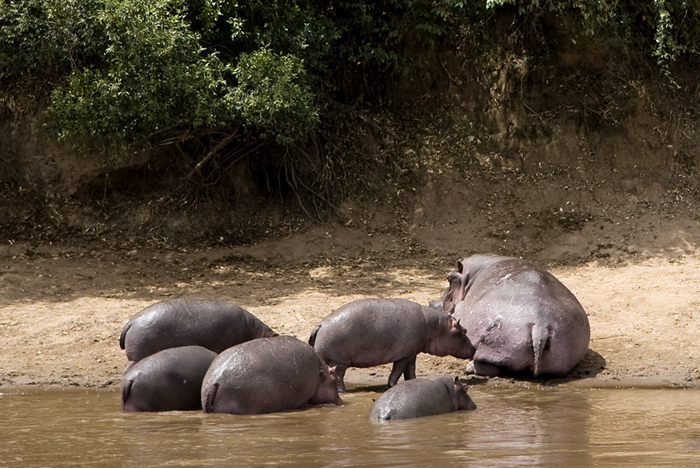 Hippo''s, Kenya 2005