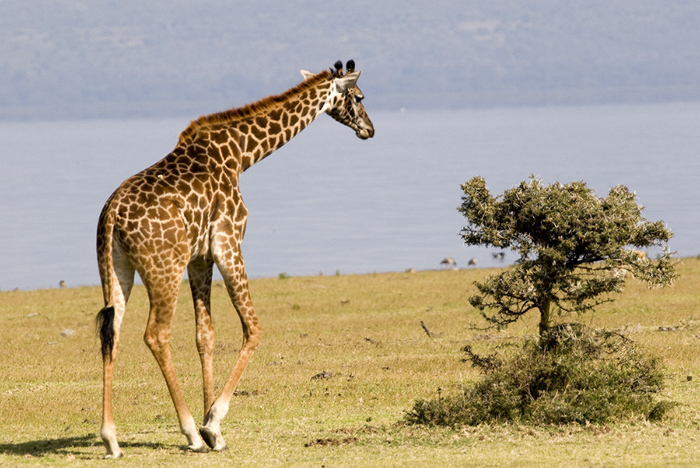 Giraffe Crescent Island, Kenya 2005