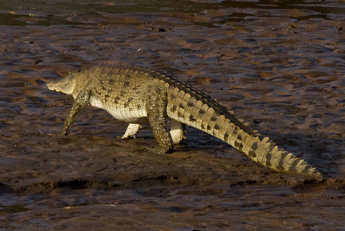 Crocodile, Kenya 2005