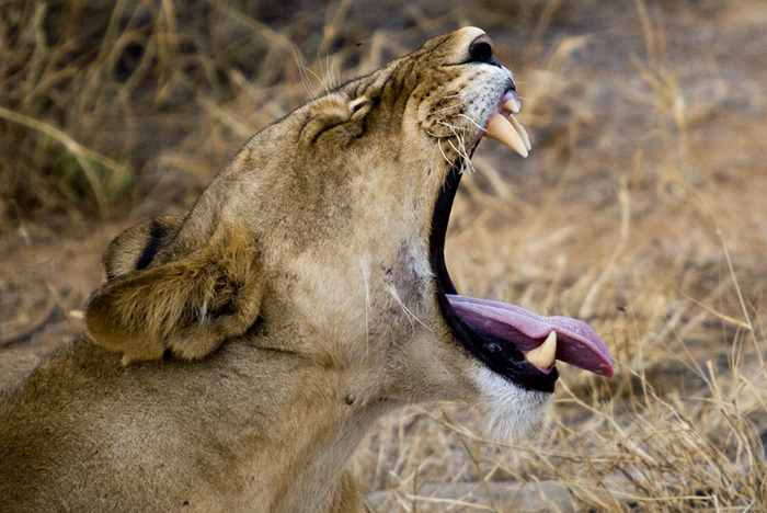 Female lion, Kenya 2005