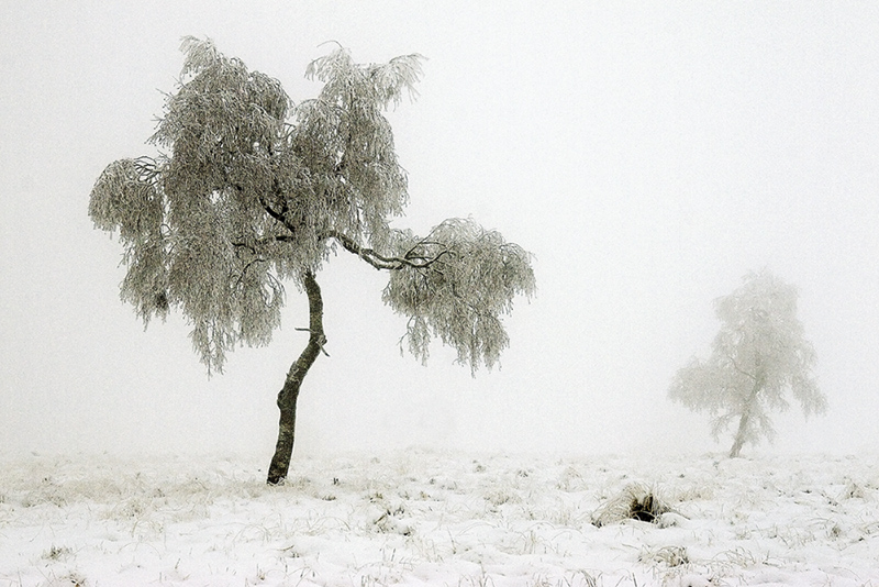 Ardennes #2, Belgium 2005